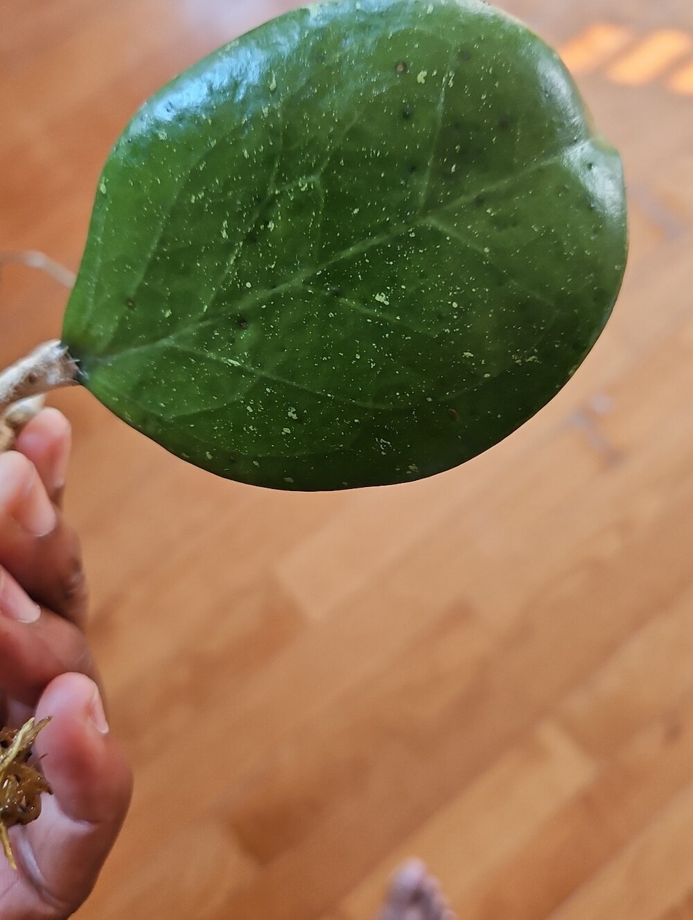 HOYA MICHELLE Medium Leaves Well ROOTED CUTTING Medium Splash Hoya Variety